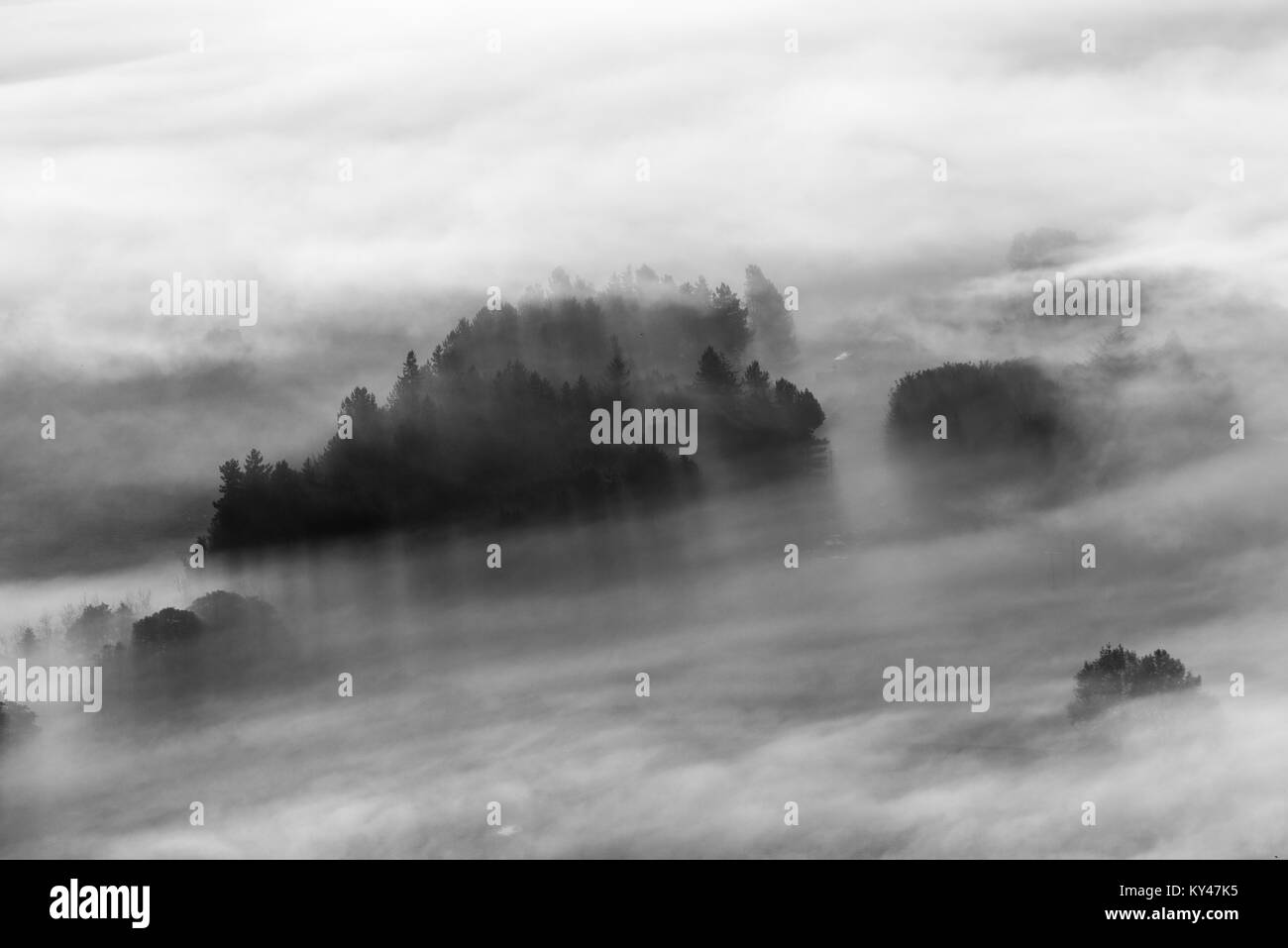 Arbres de Misty Castleton - Peak District Banque D'Images