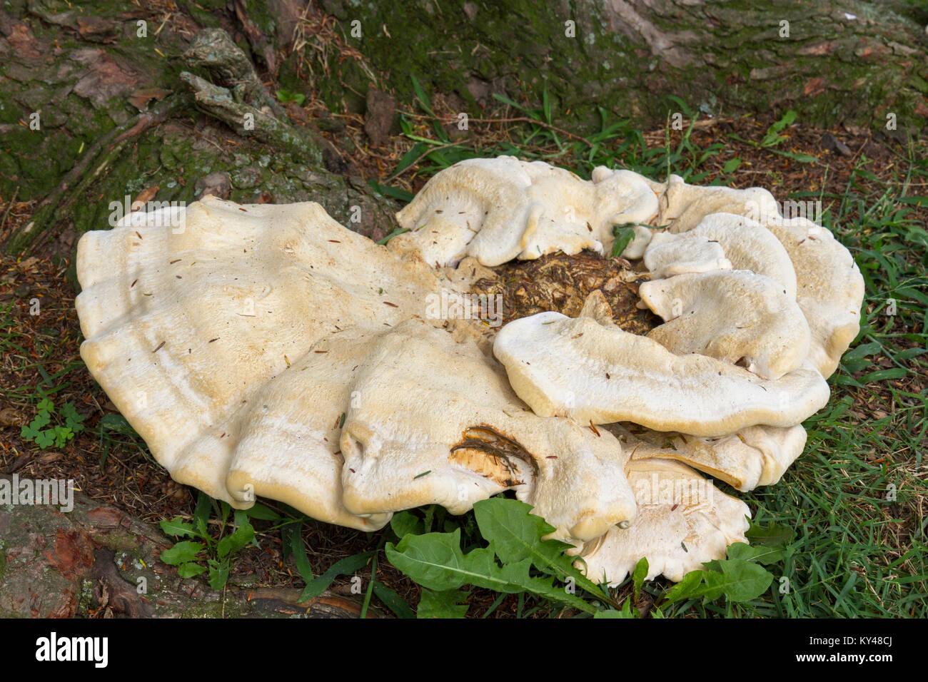 Berkley's polypore, (Bondarzewia berkeleyi), Gettysburg, Pennsylvania, United States. Banque D'Images
