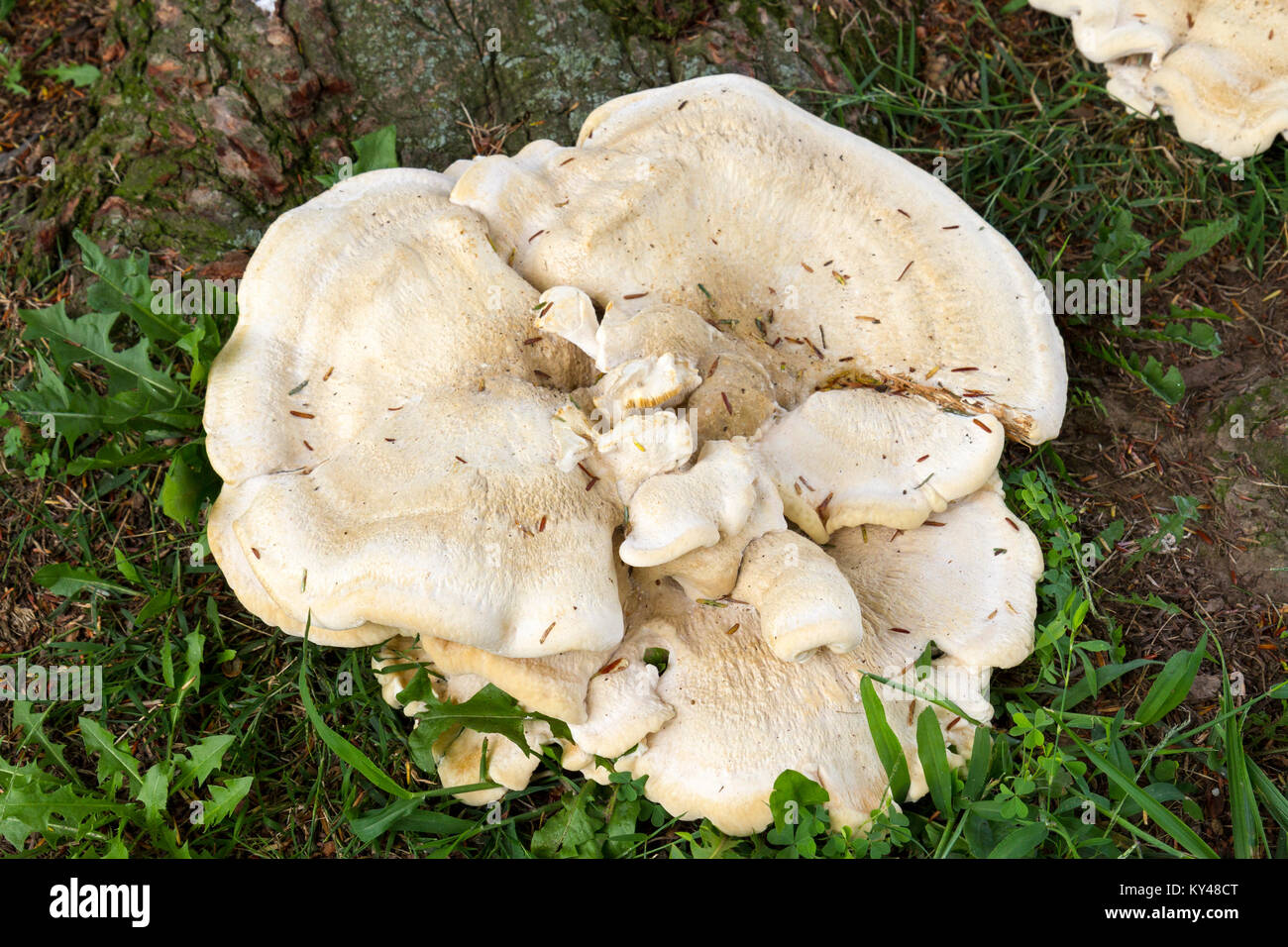 Berkley's polypore, (Bondarzewia berkeleyi), Gettysburg, Pennsylvania, United States. Banque D'Images