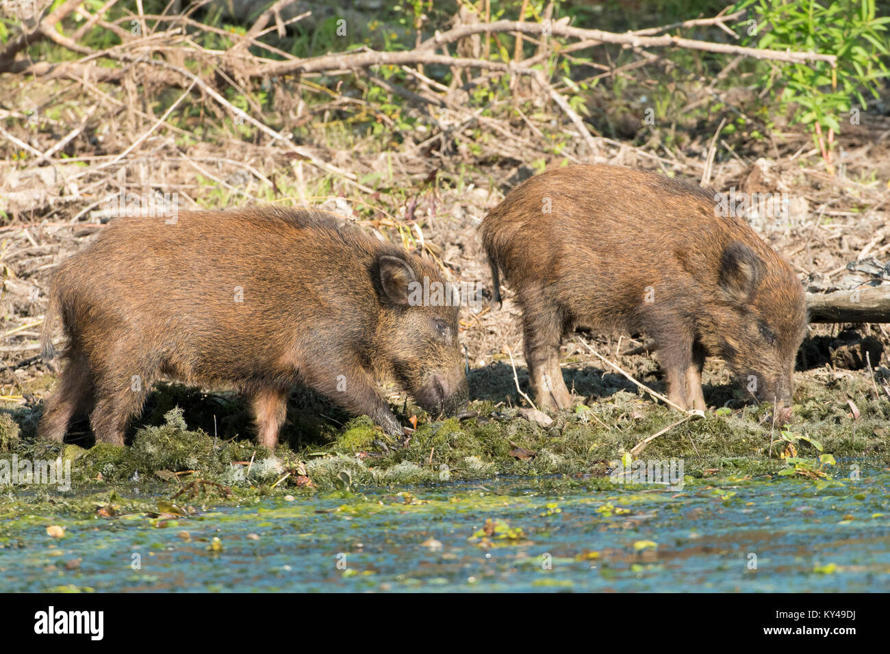 Le sanglier (Sus scrofa) à la recherche de nourriture sur terre, l'eau dans le Delta du Danube Banque D'Images