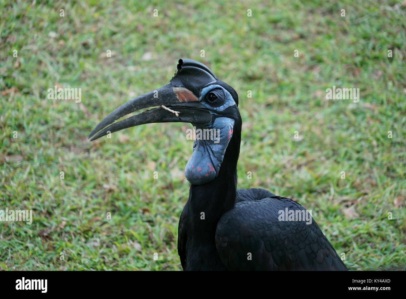 Oiseau Calao noir avec Twig Banque D'Images