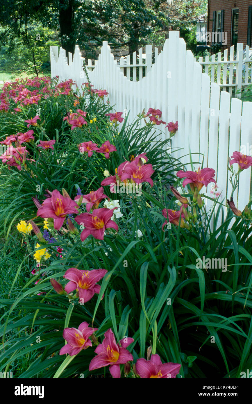 Clôture blanche avec de magnifiques nénuphars lumineux couleur saumon, lilium candidum, en face de la vieille maison, Maine, USA. Banque D'Images