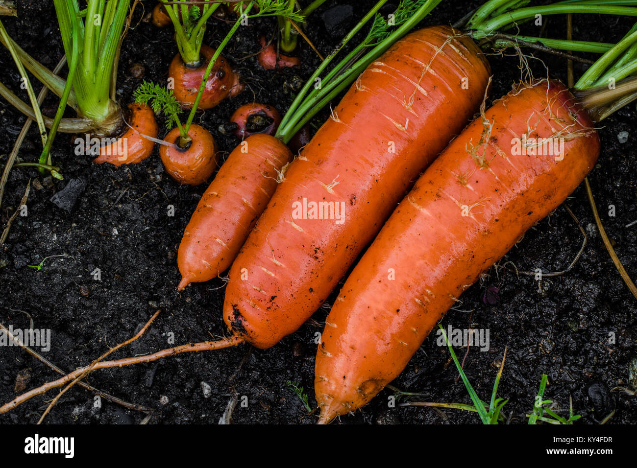 Carottes biologiques frais droit hors de la terre. Lave la saleté, le jardinage biologique à son meilleur. Banque D'Images