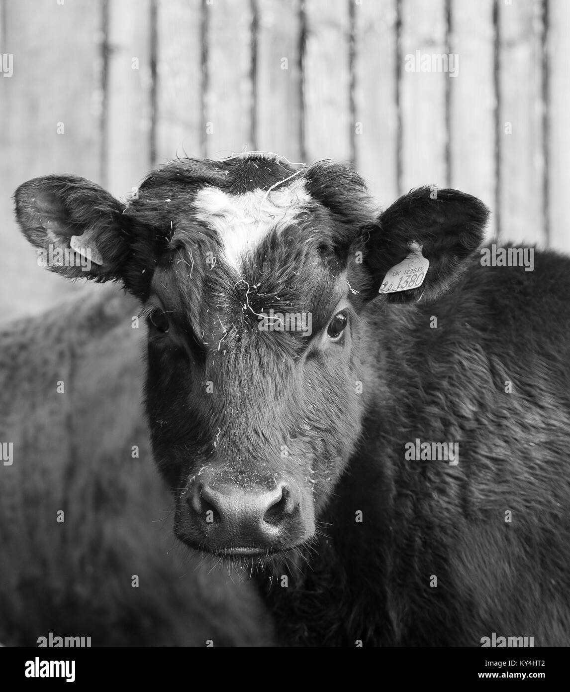 Veau noir et blanc Banque D'Images