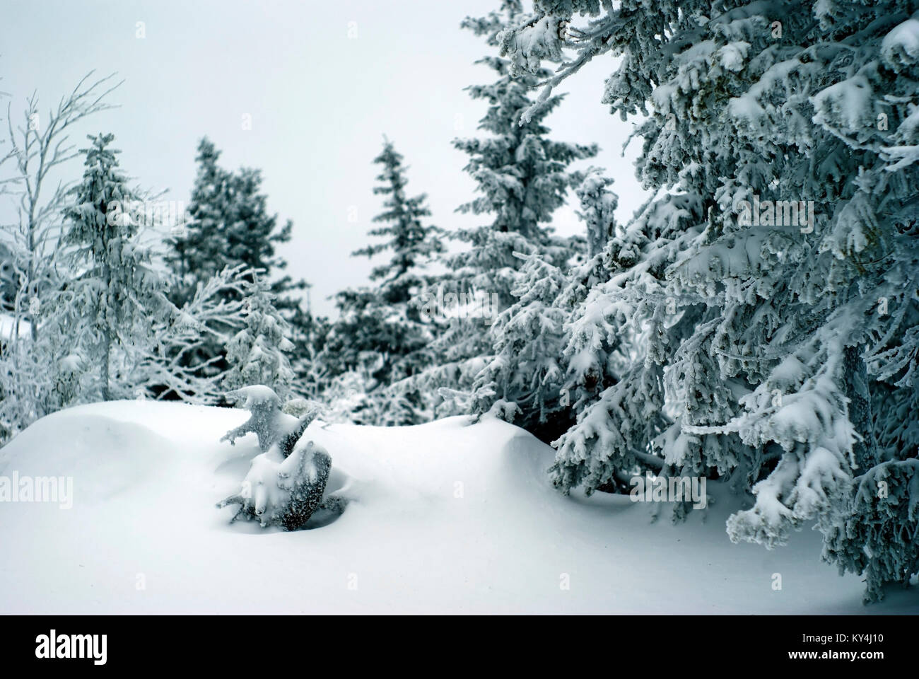 Forêt de sapins couverts de neige profonde, tourné avec une faible profondeur de champ Banque D'Images