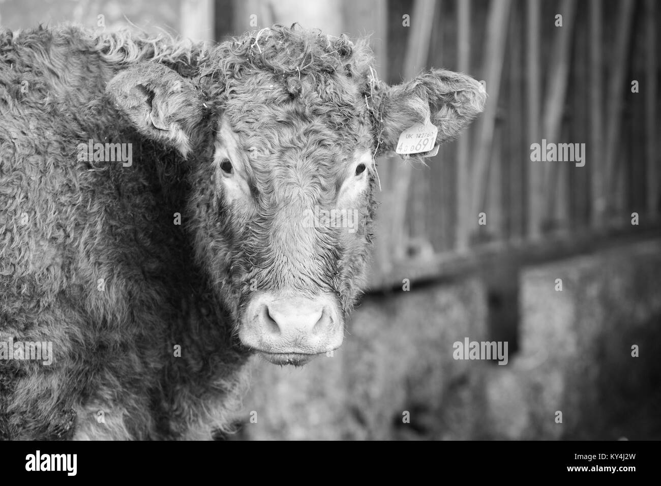 Vache dans la cour de ferme Banque D'Images