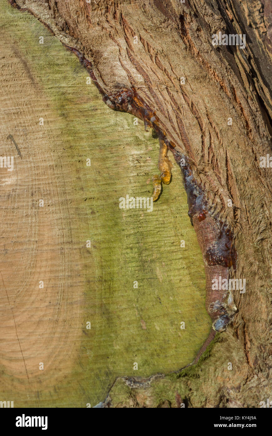 Suintement de Sap une vieille branche coupée d'une espèce de conifère sapin / arbre. La résine du pin source. Banque D'Images