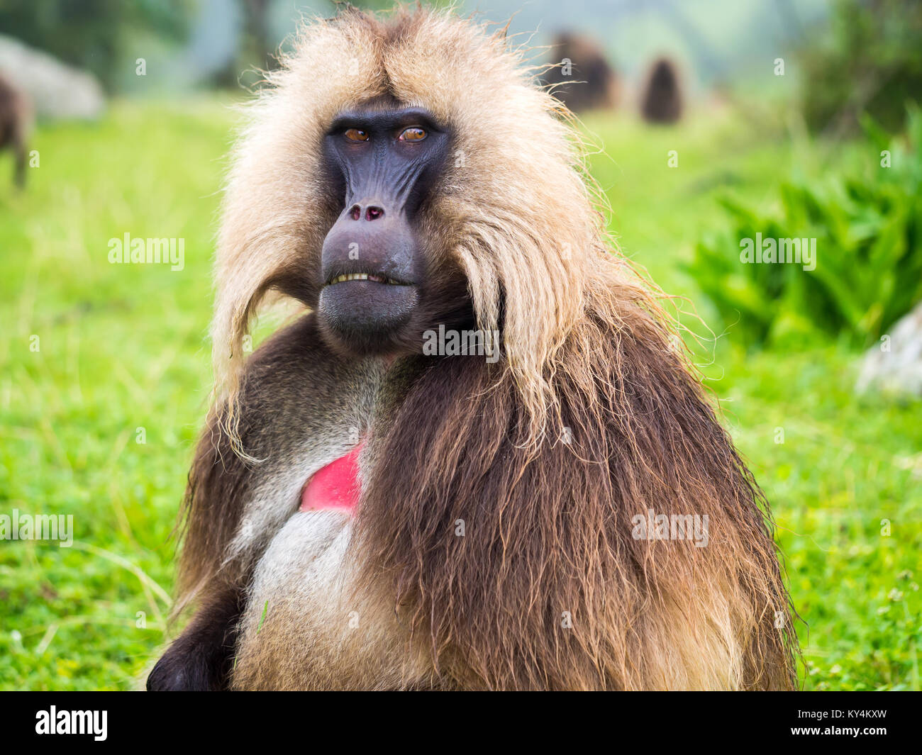 Gélada (Theropithecus gelada) des singes dans les montagnes Semien, Éthiopie. Banque D'Images