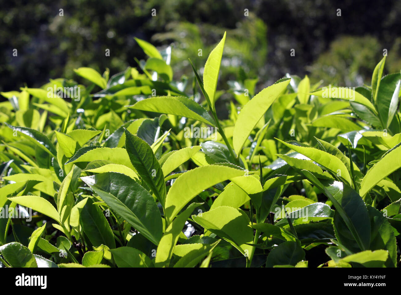 Feuilles de thé vert sur la montagne la plantation de thé au Sri Lanka Banque D'Images
