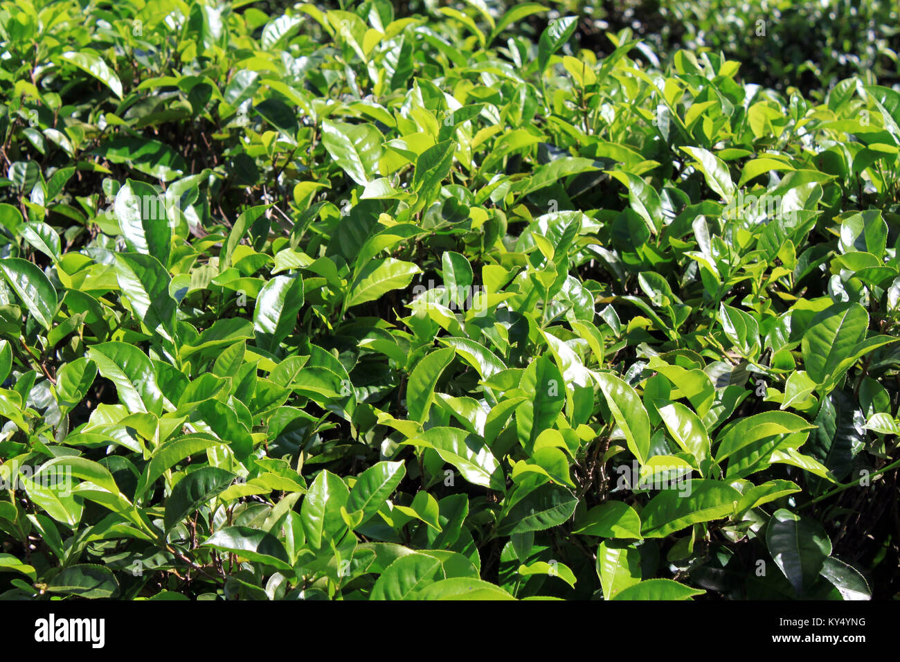Saluez les feuilles de thé sur le coussinet dans les plantations au Sri Lanka Banque D'Images