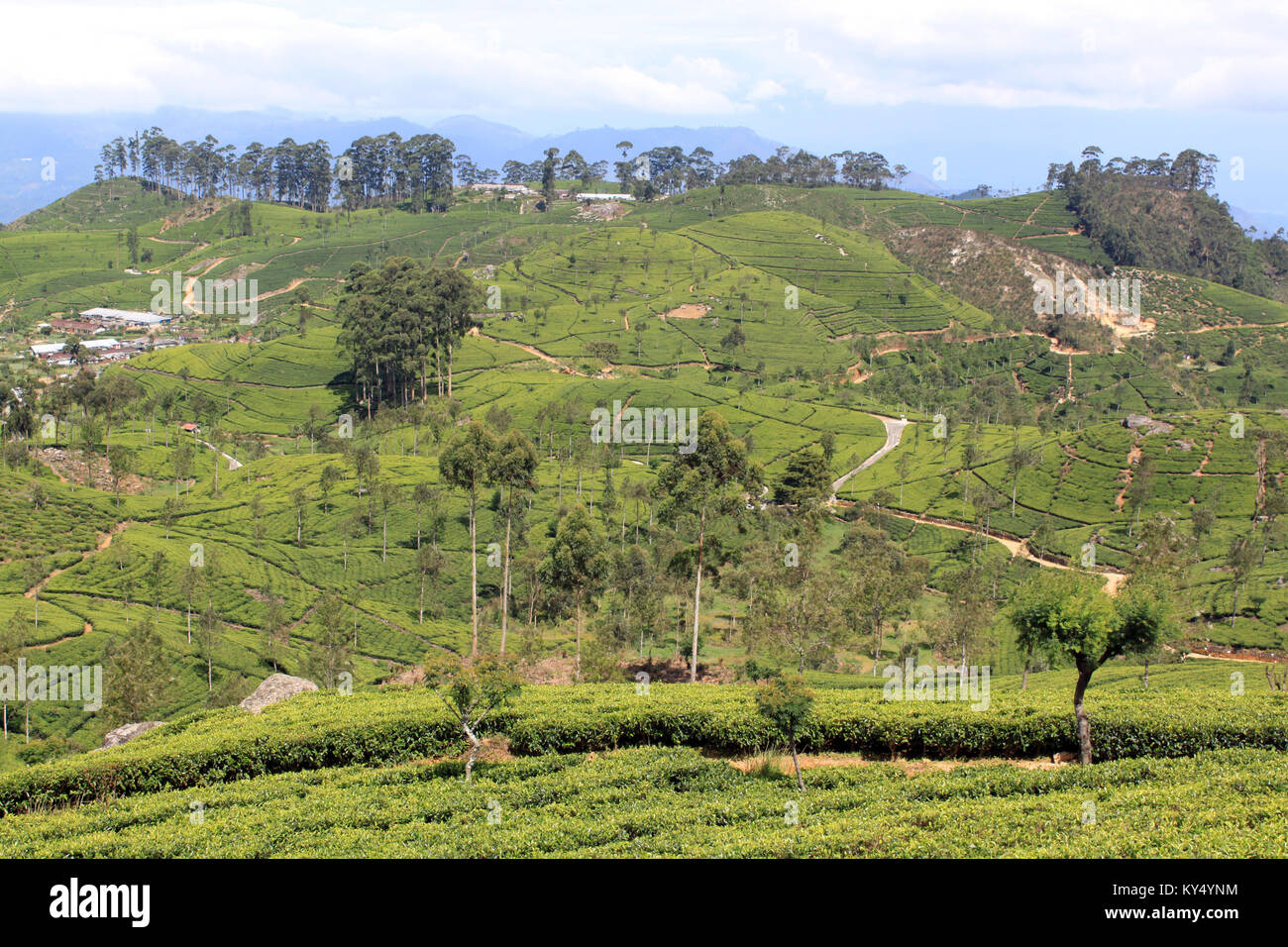 Les plantations de thé sur les collines au Sri Lanka Banque D'Images