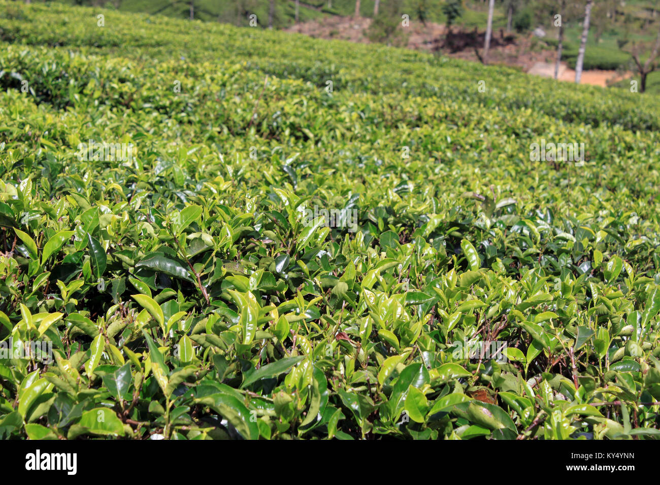 Feuilles de thé vert et des plantations au Sri Lanka Banque D'Images