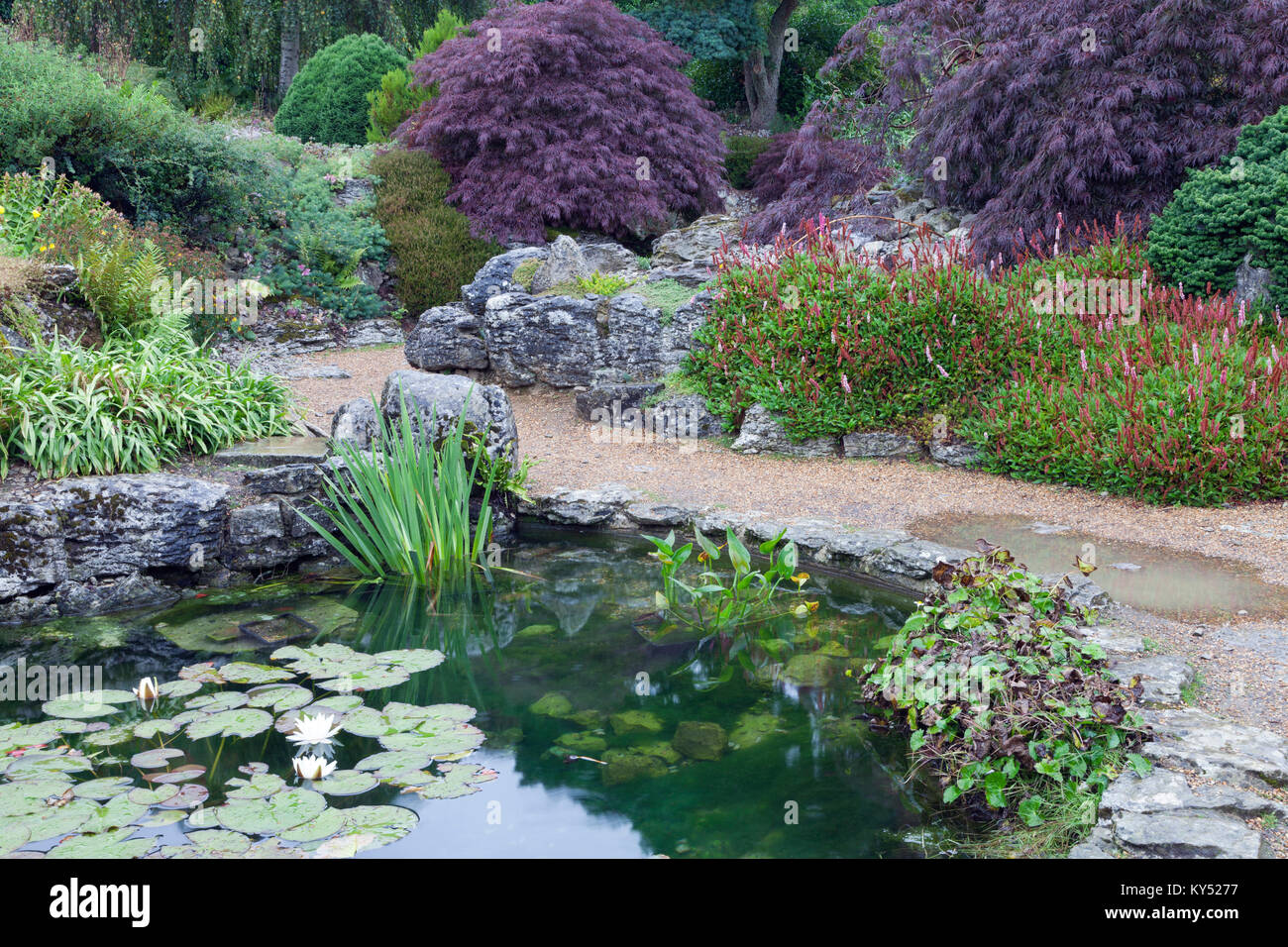 Petit étang de l'eau avec des fleurs, des arbustes et des arbres dans le jardin de rocaille, campagne anglaise, summertime . Banque D'Images