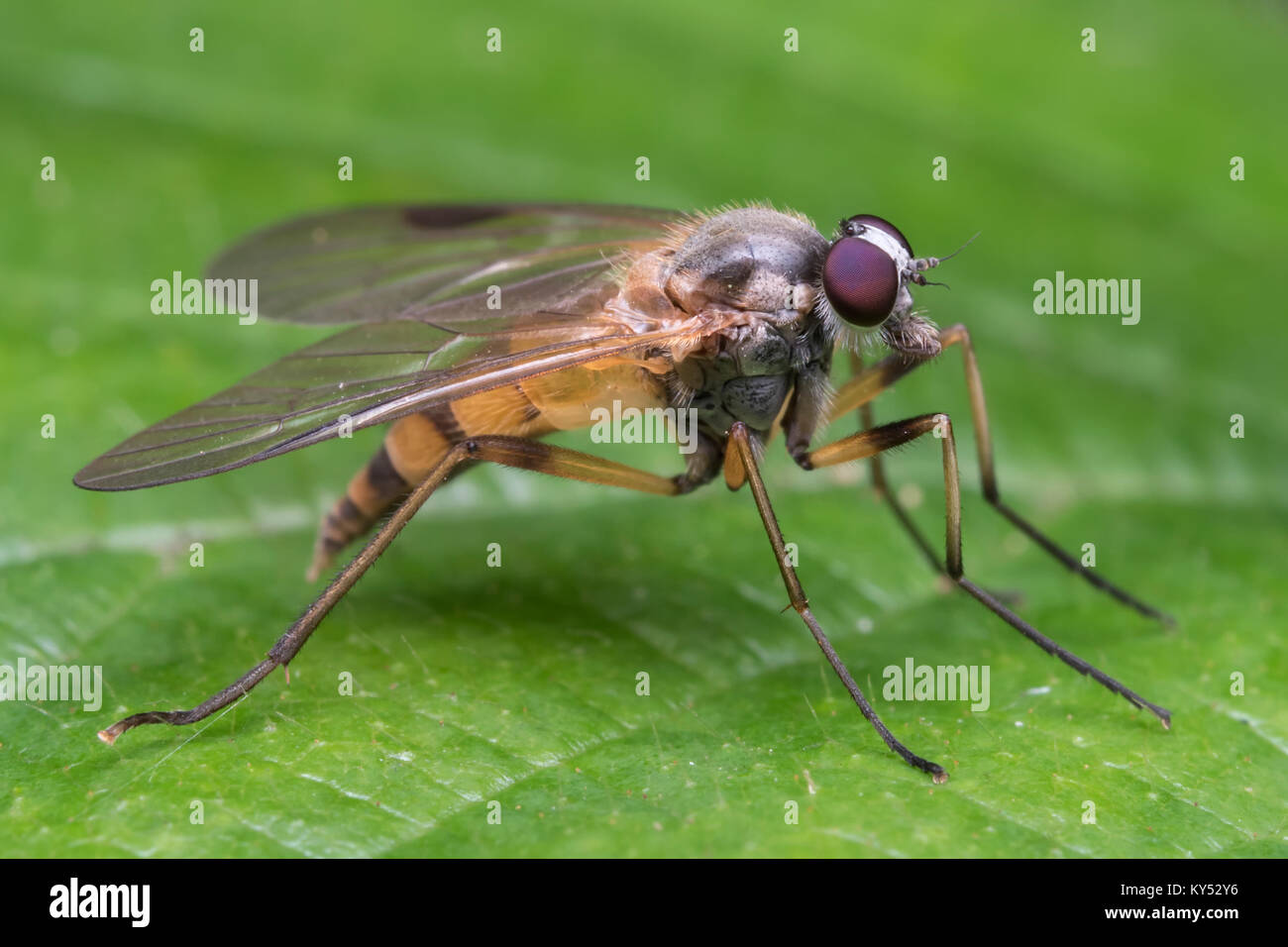 Petit Fleck-winged Snipe Fly (Rhagio lineola) reposant sur une feuille de mûrier dans les bois. Cahir, Tipperary, Irlande. Banque D'Images