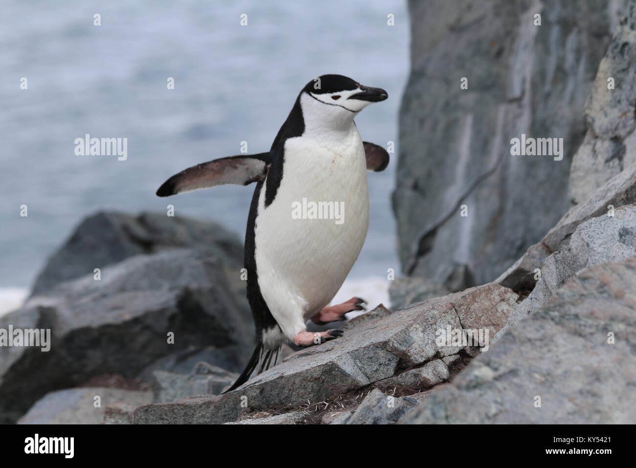 Hopping jugulaire Penguin dans l'Antarctique Banque D'Images