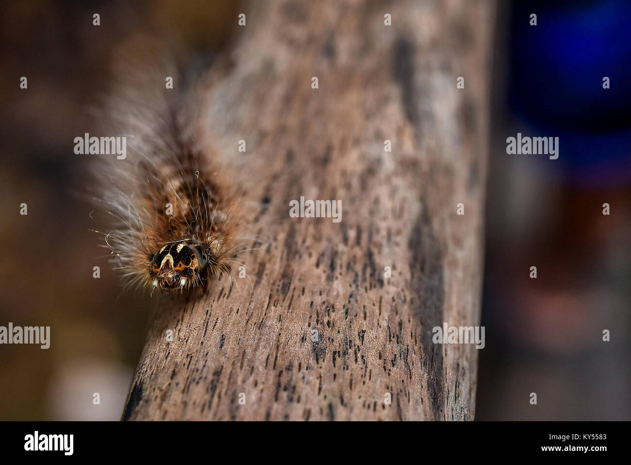 La spongieuse poilu poilue balades caterpillar une longue main courante en bois d'une jungle de marche en Asie du Sud est close up avec la profondeur de champ. Banque D'Images