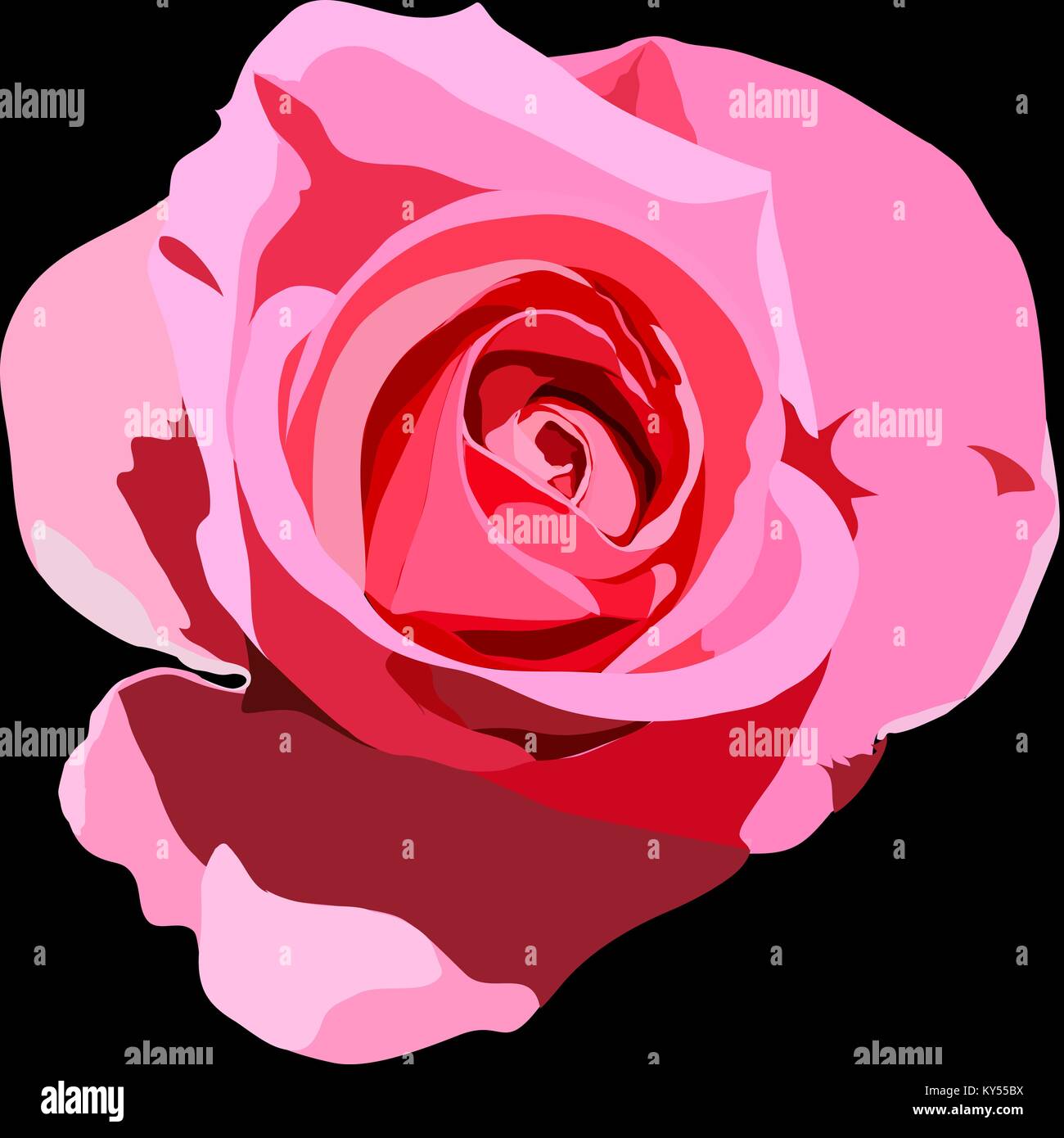 Fleur rose sur fond noir Illustration de Vecteur