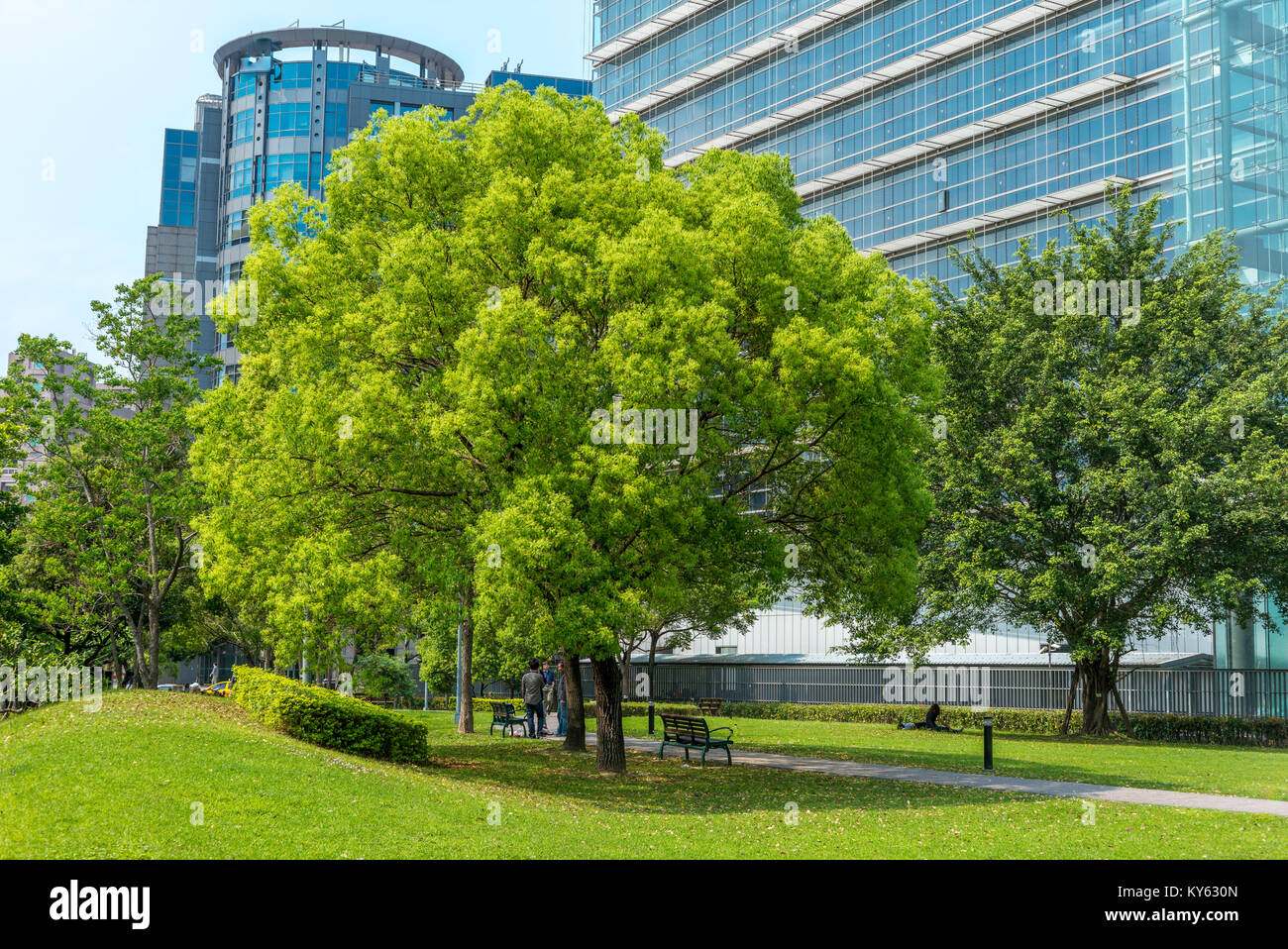 Parc avec un grand arbre dans la ville Banque D'Images