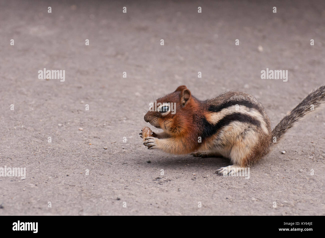 Vue rapprochée de l'alimentation chipmunk sauvages sur l'écrou. Banque D'Images