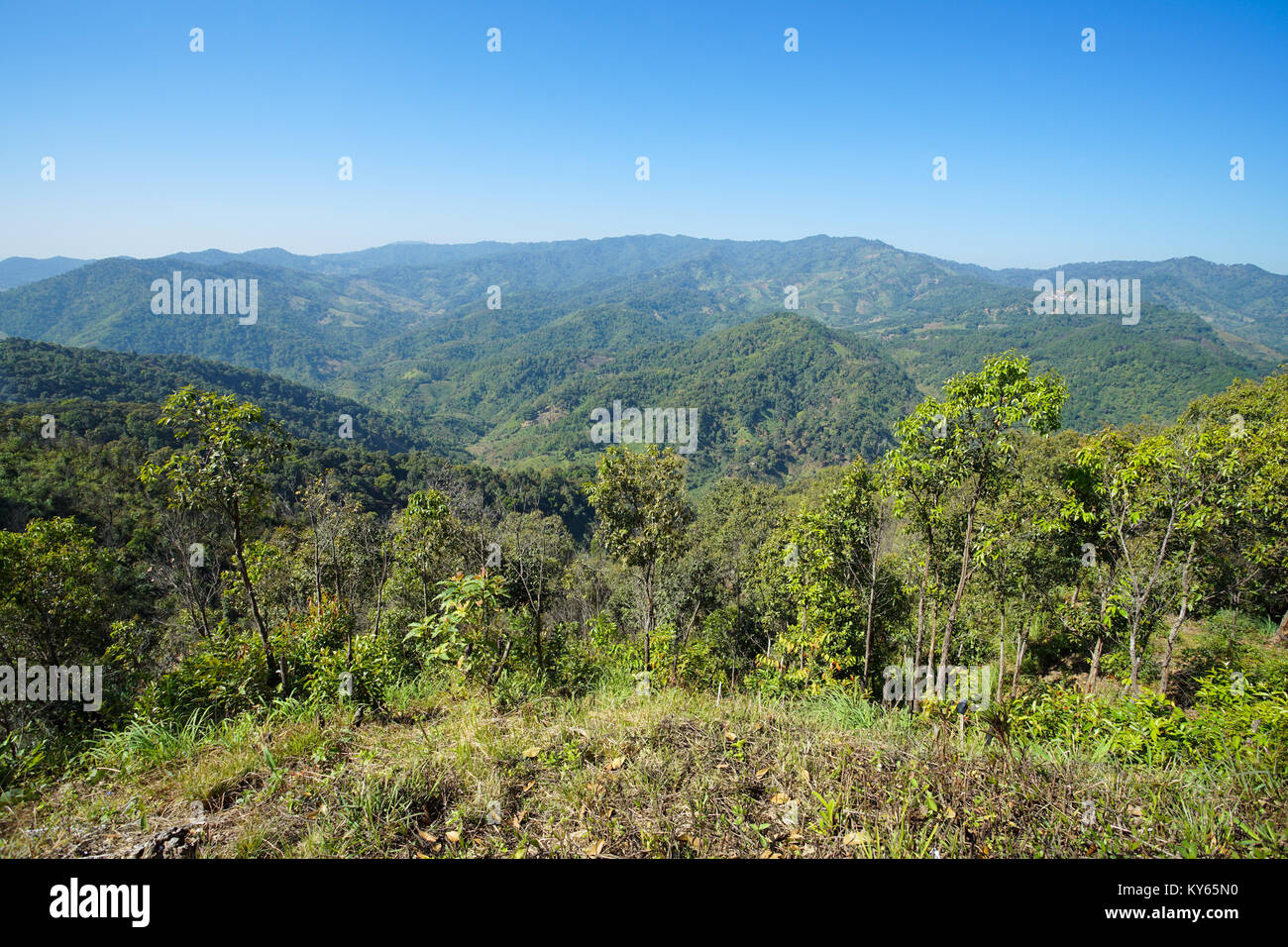 Vue de la nature et des forêts de montagne, ciel bleu à Doi Mae Salong Chiang Rai, Thaïlande Banque D'Images