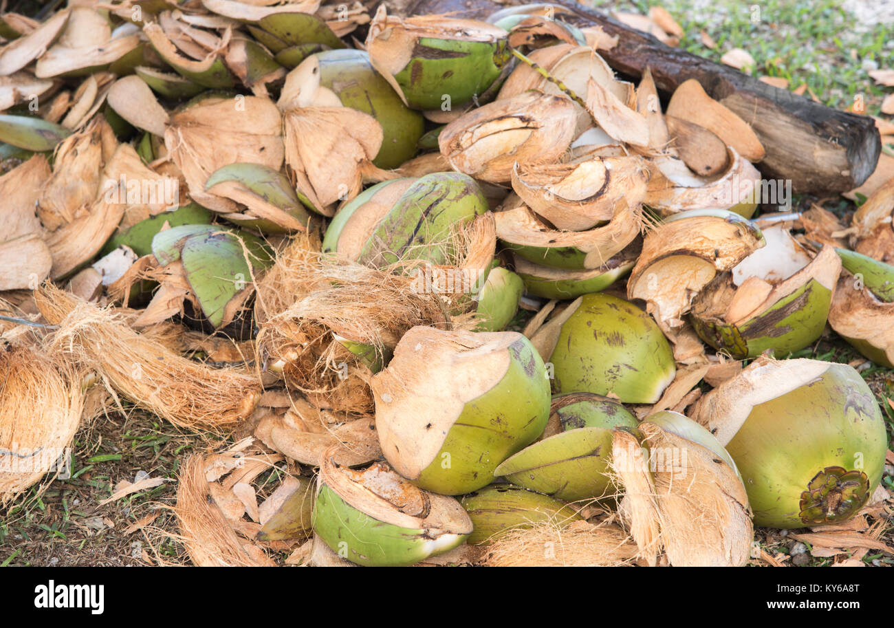 Tas de coques de noix de coco fraîches coupées sur le sol en Nouvelle Calédonie Banque D'Images