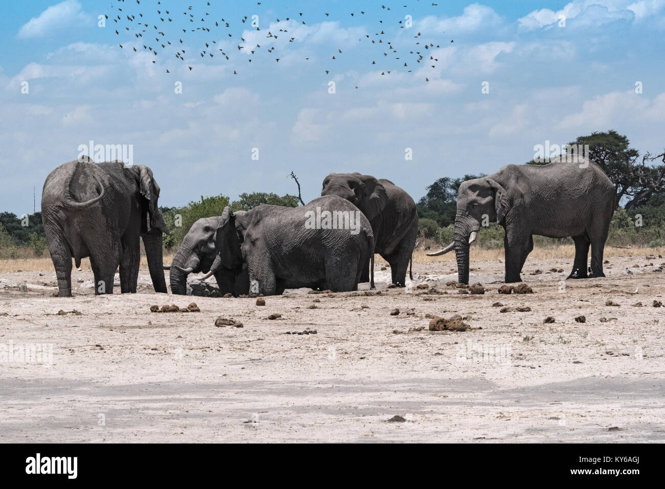 Groupe d'éléphants à un étang dans le Parc National de Chope au Botswana Banque D'Images