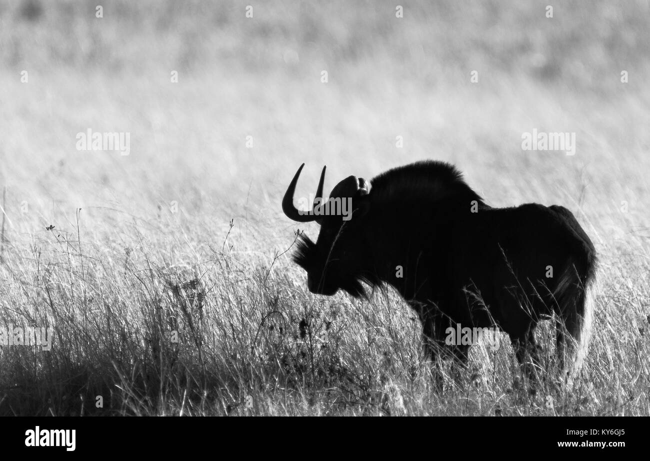 Le Gnou noir Banque D'Images