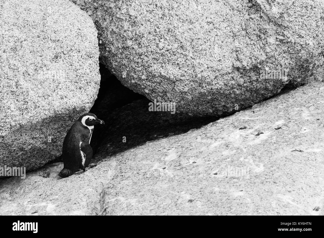 Manchot Spheniscus demersus,, à boulders Beach, parc national de Table Mountain, Cape Town, Afrique du Sud Banque D'Images