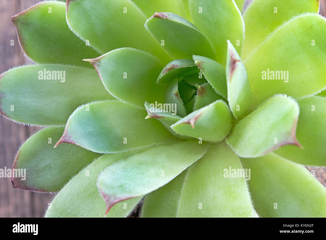 Houseleek plant close up Banque D'Images