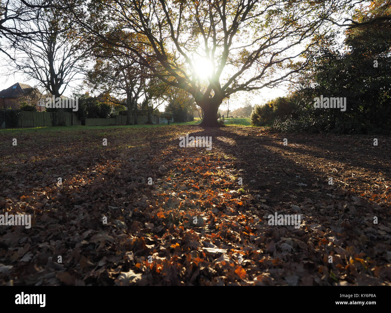 Soleil bas brillant par un chêne à l'automne jette une ombre au premier plan Banque D'Images