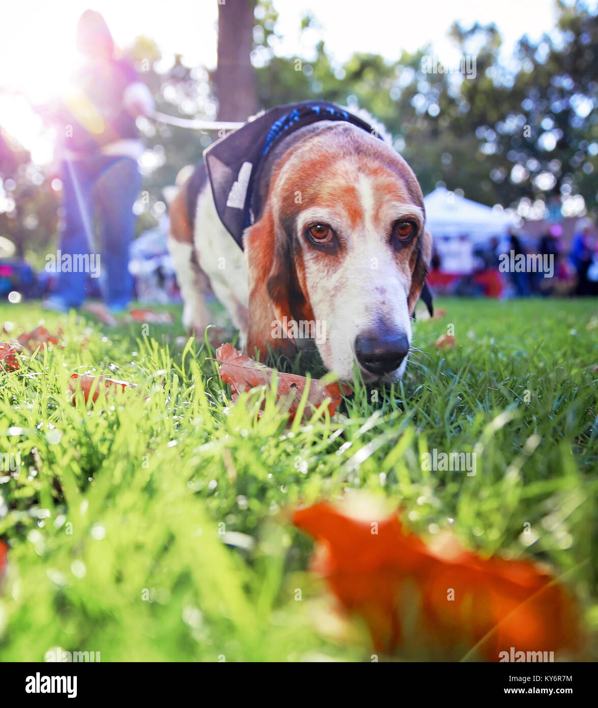 A cute basset-hound marcher en laisse dans un parc ou une cour sur l'herbe fait avec un filtre instagram vintage retro Banque D'Images