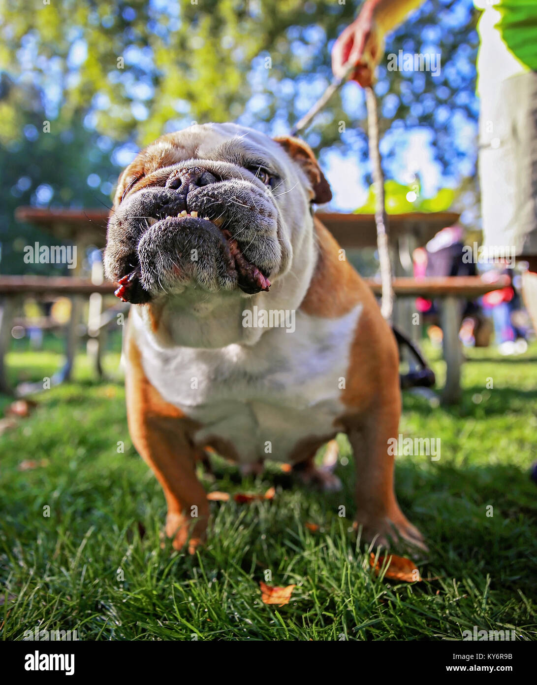Un chien de terrier bouledogue mignon avec un harnais sur dans un parc local debout dans l'herbe pleine de feuilles pendant le temps de l'automne Banque D'Images