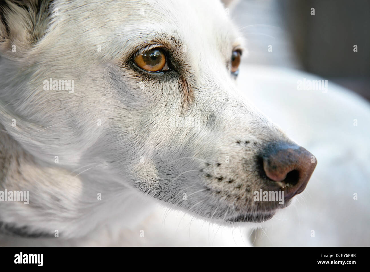 Chihuahua blanc chien mélanger à la recherche sur le côté dans une posture candide Banque D'Images