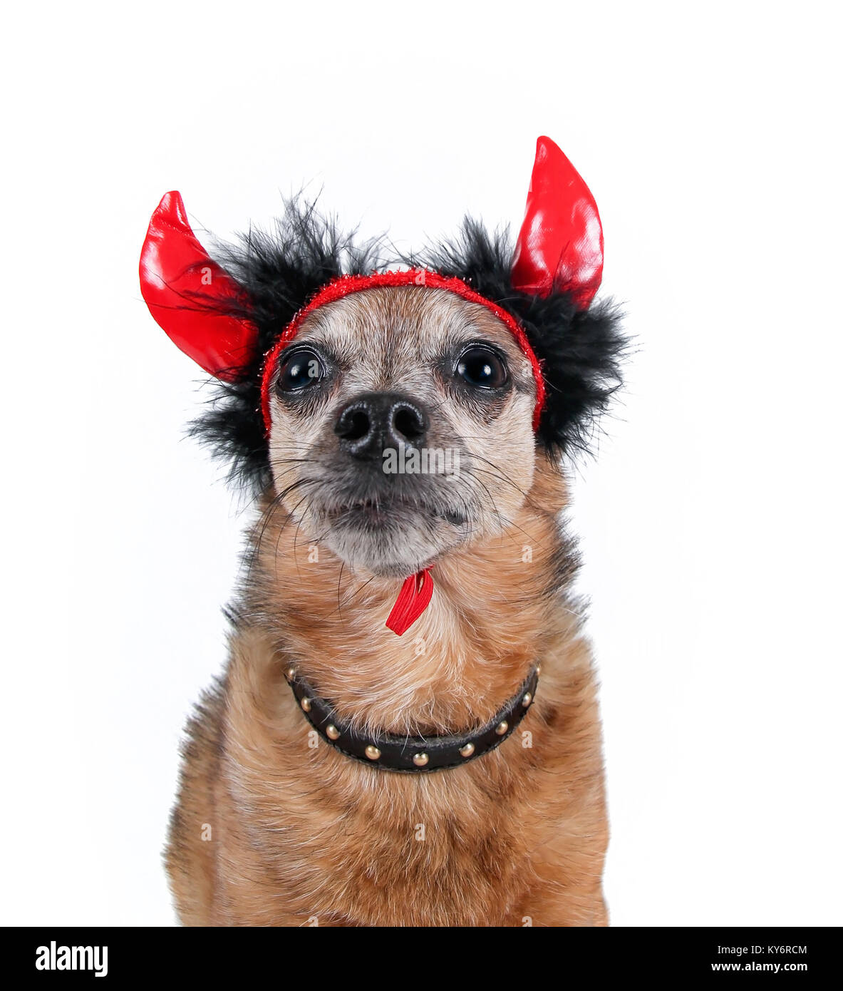 Chihuahua mignon dans un costume avec des cornes de diable et un collier clouté isolé sur fond blanc Banque D'Images