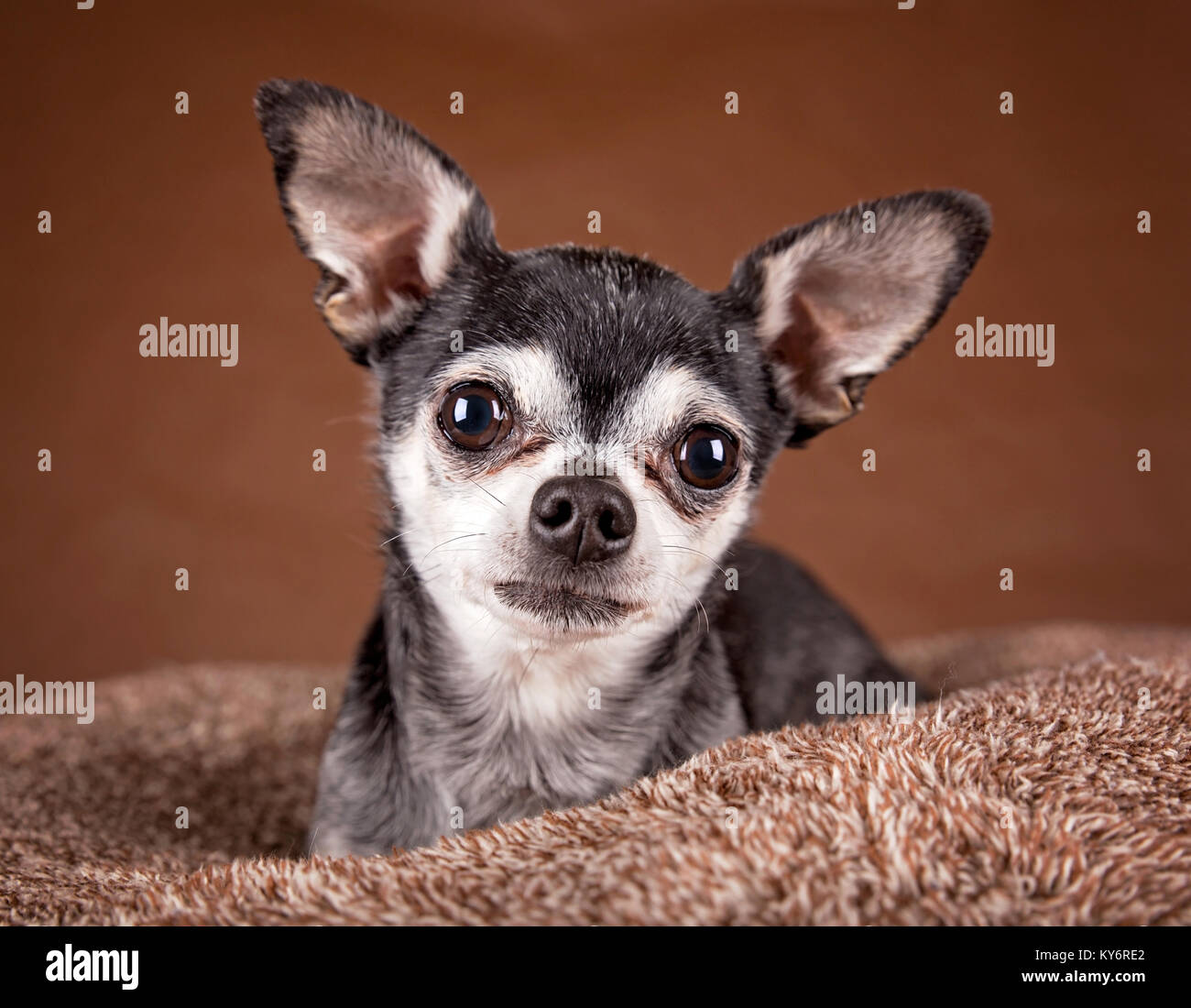 Cute chihuahua tête Apple sur un animal mou brun lit dans un environnement d'accueil Banque D'Images