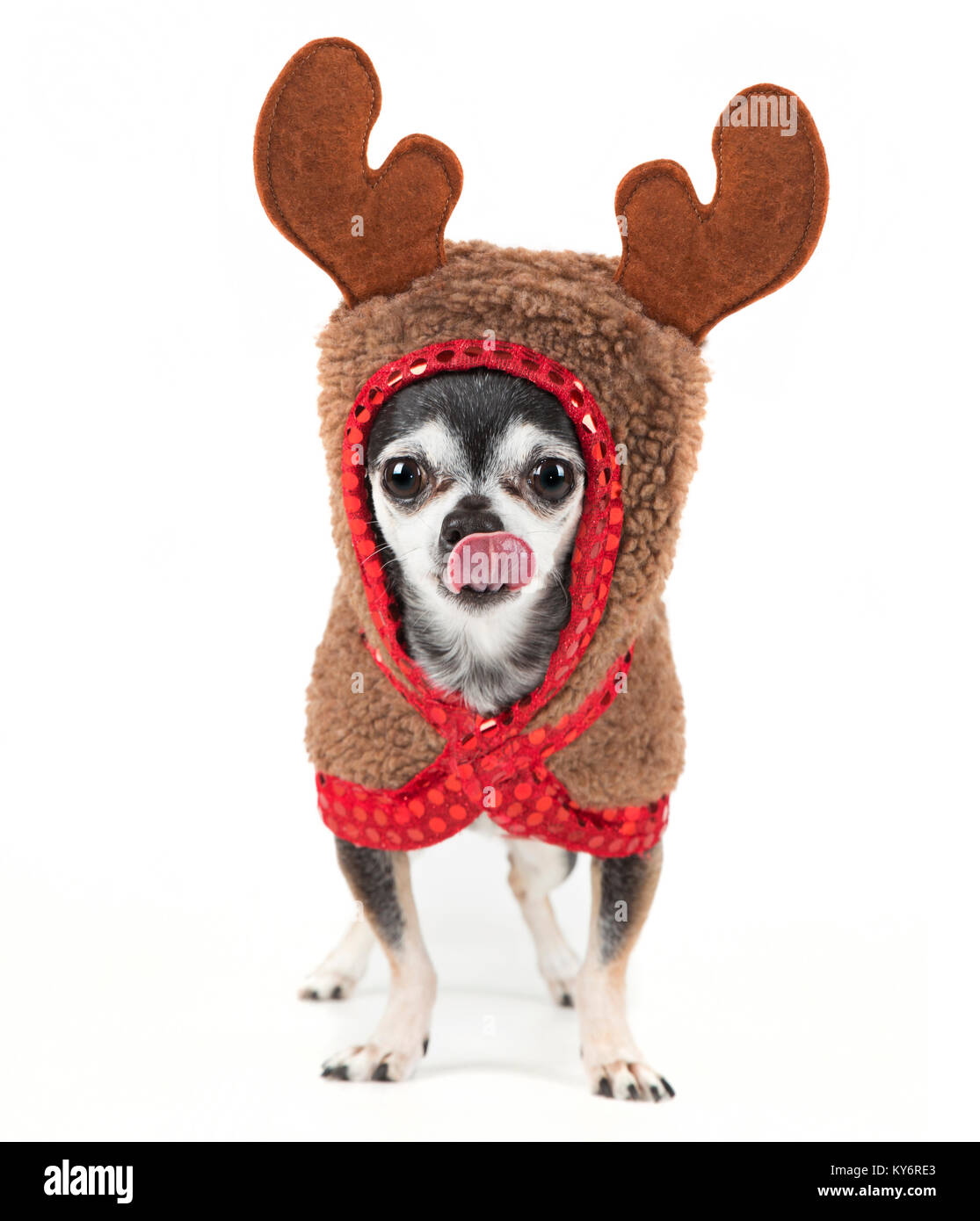 Chihuahua mignon dans un costume de renne isolé sur un fond blanc en studio shot léchant son nez avec une langue rose humide Banque D'Images