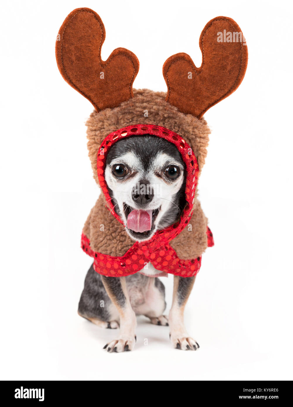 Chihuahua mignon dans un costume de renne isolé sur un fond blanc en studio shot léchant son nez avec une langue rose humide Banque D'Images