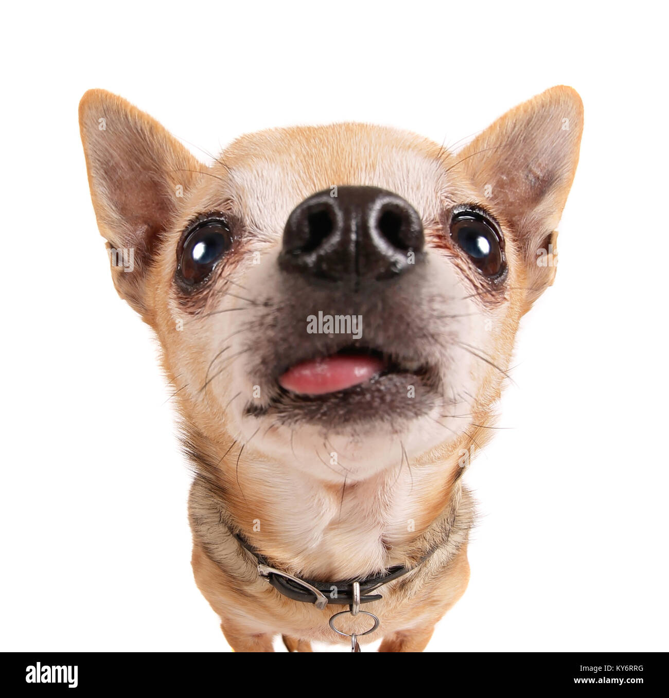 Cute chihuahua avec sa langue traîner jusqu'à la isolé sur un fond blanc super wide angle Banque D'Images