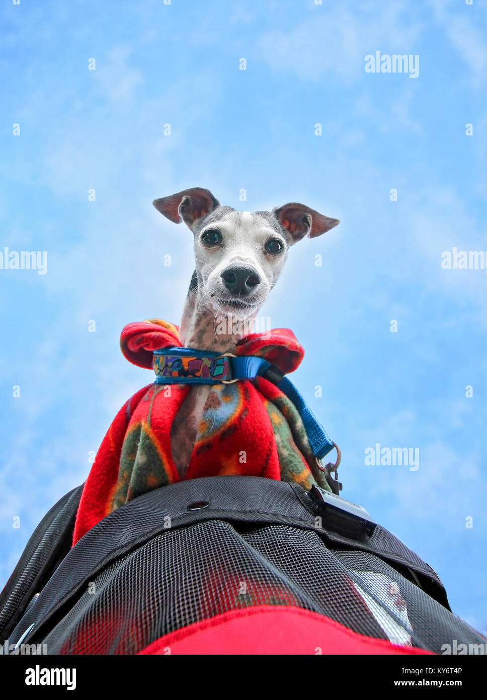 Lévier italien mignon dans une poussette jogger animal enveloppé dans une couverture en polaire chemise rentrée dans son collier sur une journée froide avec un ciel bleu clair Banque D'Images