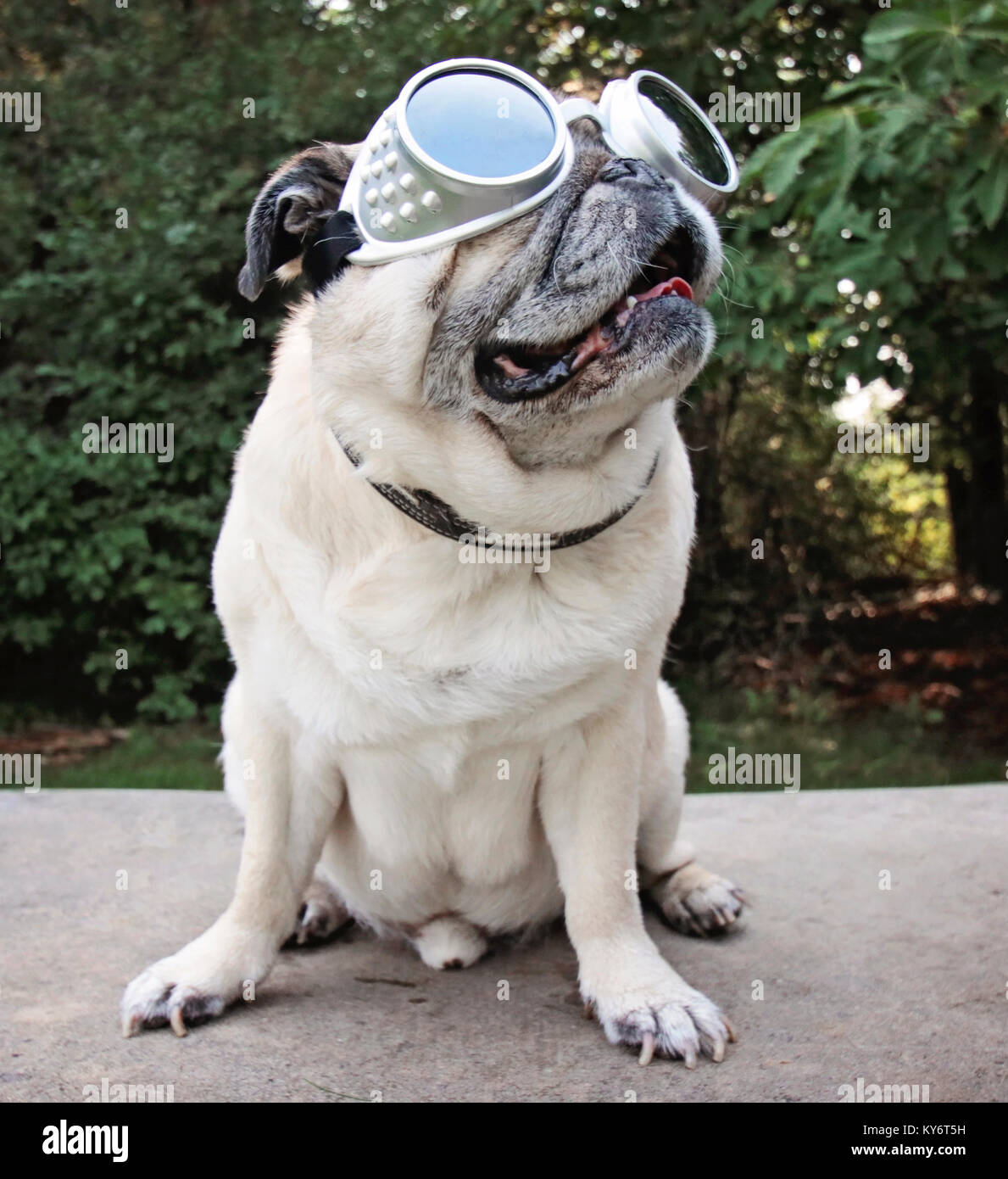 Un adorable carlin assis dans un parc avec des lunettes d'aviateur sur tachée vintage retro filtre instagram Banque D'Images