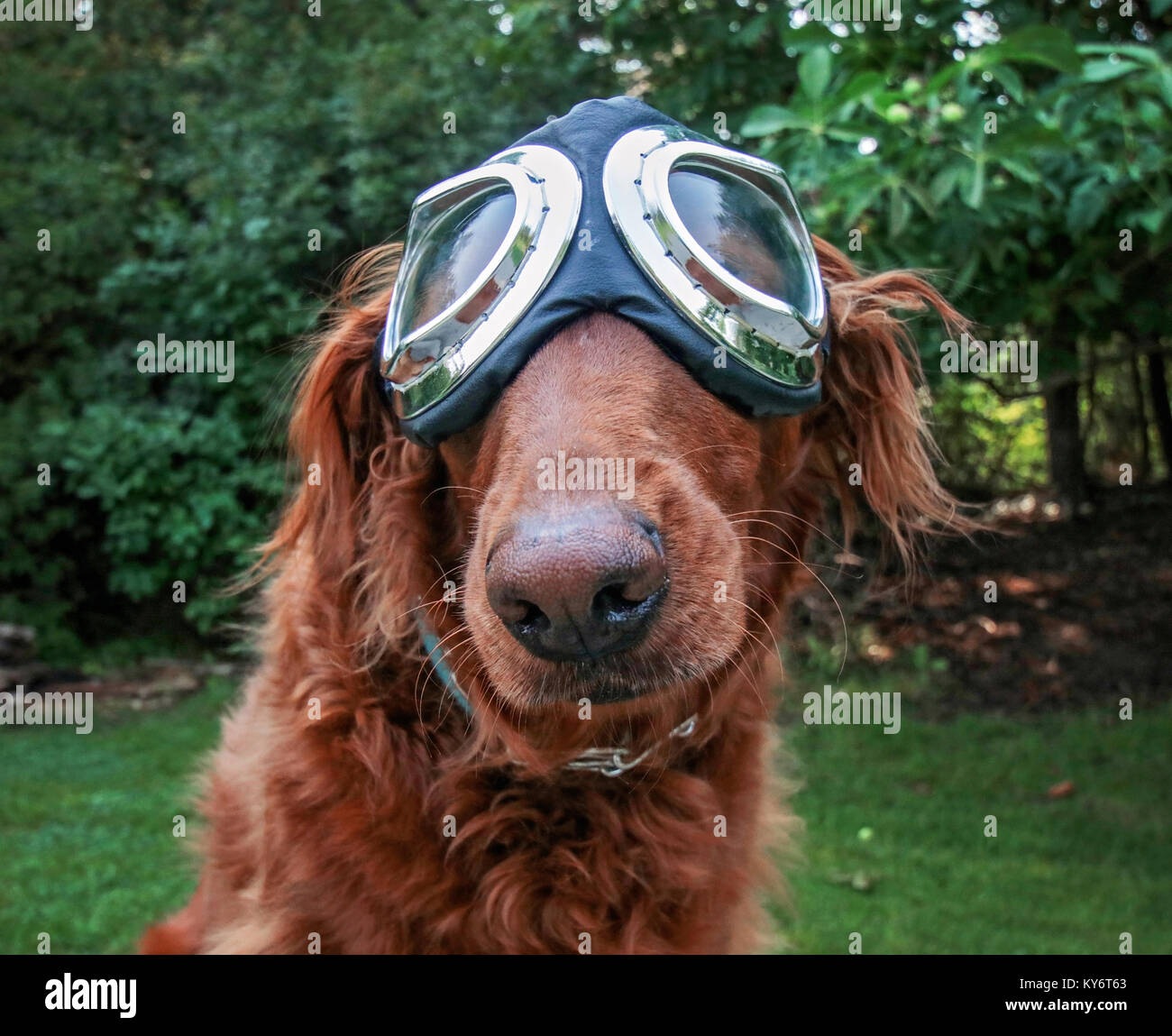 Un adorable golden retriever assis dans un parc avec des lunettes d'aviateur sur tachée vintage retro filtre instagram Banque D'Images