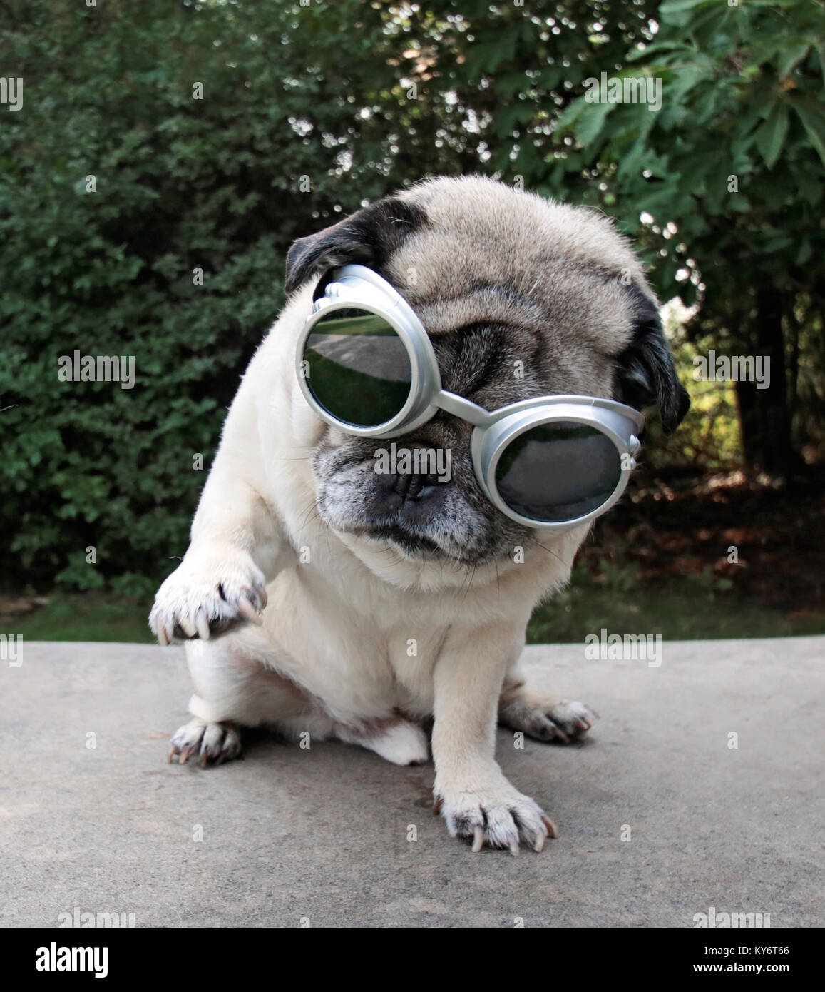 Un adorable carlin assis dans un parc avec des lunettes d'aviateur sur tachée vintage retro filtre instagram Banque D'Images