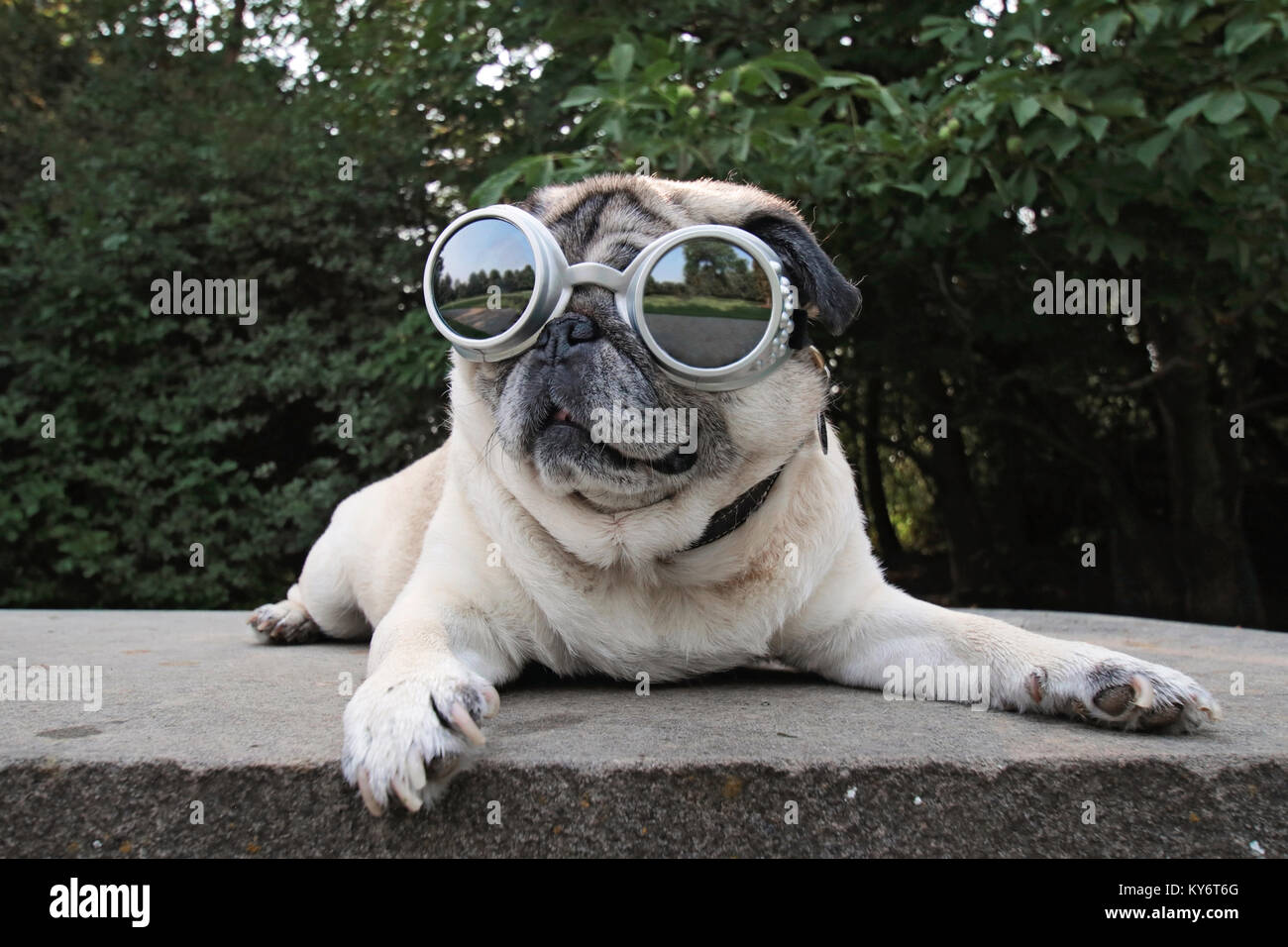 Un adorable carlin assis dans un parc avec des lunettes d'aviateur sur tachée vintage retro filtre instagram Banque D'Images