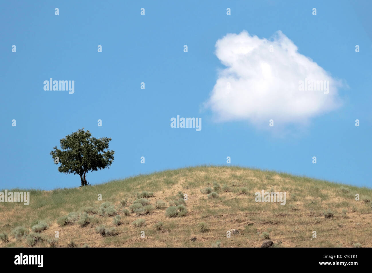 Seul arbre solitaire sur une colline avec ciel bleu et un nuage blanc derrière sur un jour d'été ensoleillé Banque D'Images