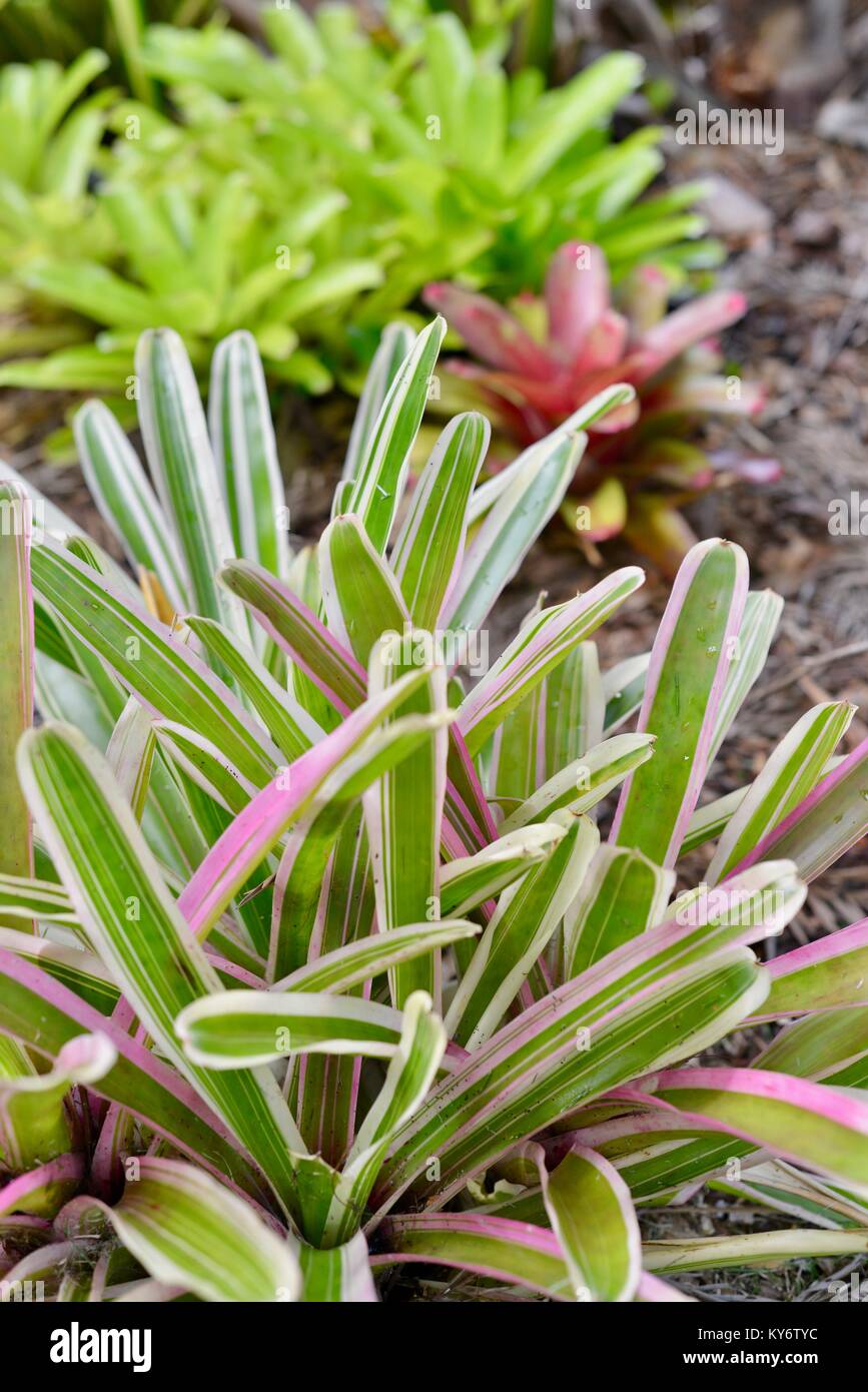 Bromeliads avec couleurs vert rouge brillant des couleurs dans un jardin de banlieue, Sunshine Coast, Queensland, Australie Banque D'Images