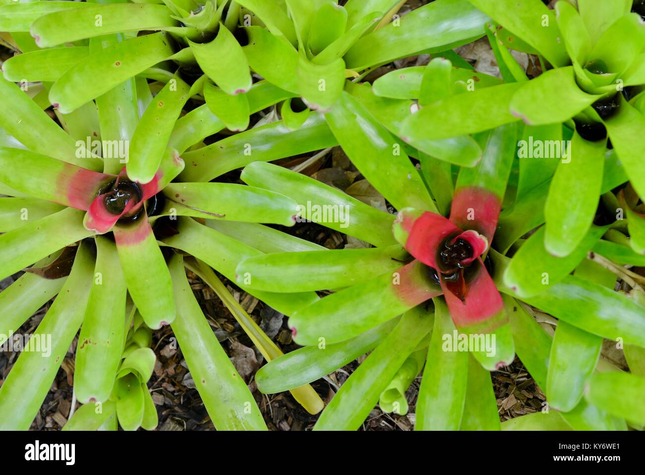 Bromeliads avec couleurs vert rouge brillant des couleurs dans un jardin de banlieue, Sunshine Coast, Queensland, Australie Banque D'Images