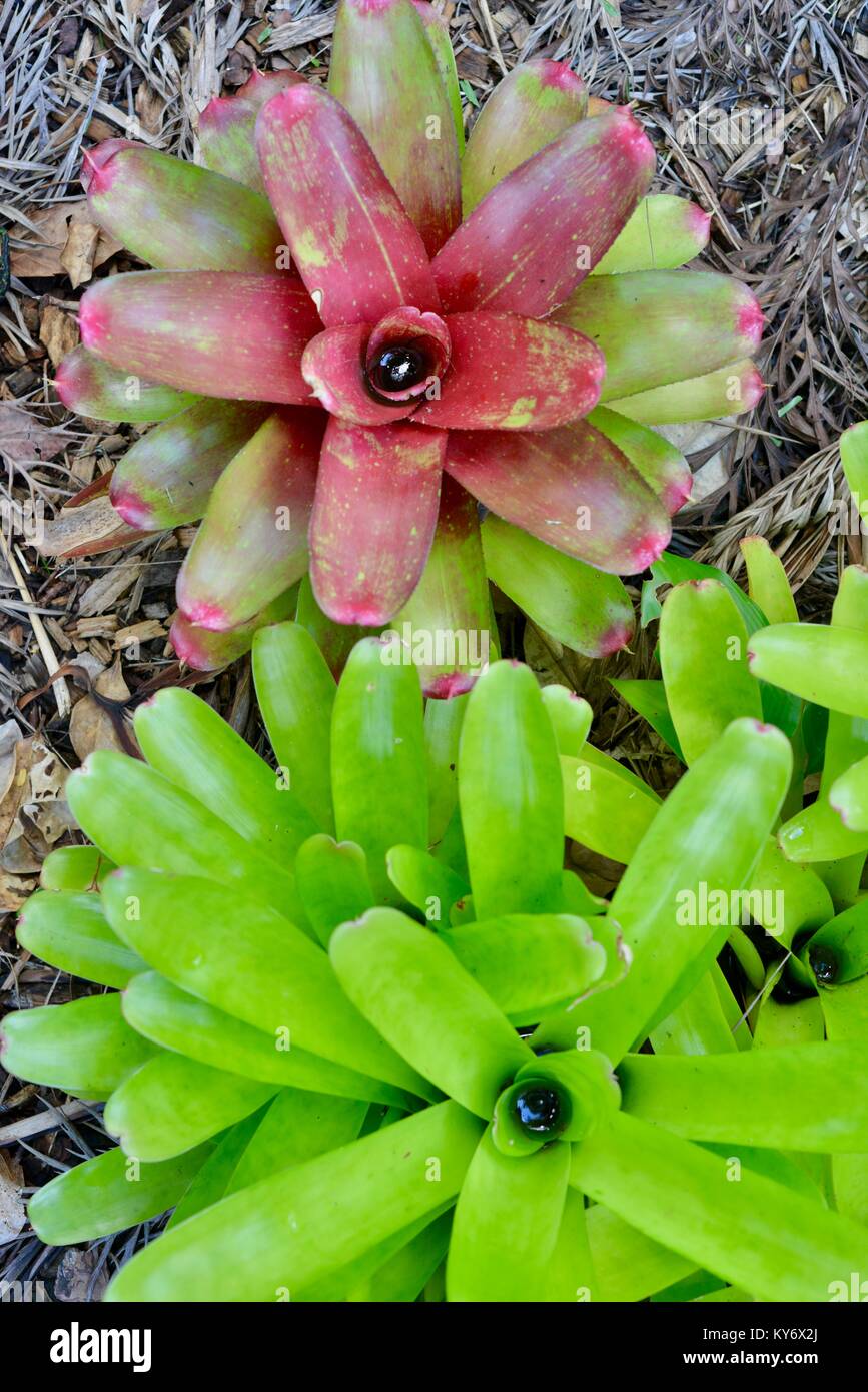 Bromeliads avec couleurs vert rouge brillant des couleurs dans un jardin de banlieue, Sunshine Coast, Queensland, Australie Banque D'Images