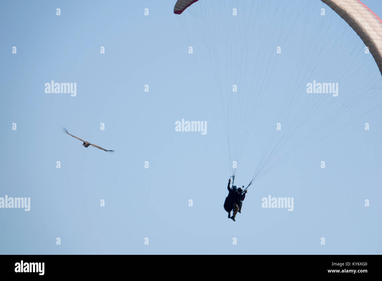 Biplace parapente à côté de Percnoptère au-dessus de Pokhara, Népal Banque D'Images