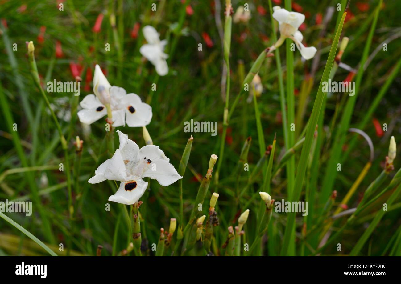 Dietes bicolor, iris, Quinzaine africaine lily, fleurs blanches d'une herbe comme plante, avec des fleurs rouges dans l'arrière-plan, dans un subtr Banque D'Images