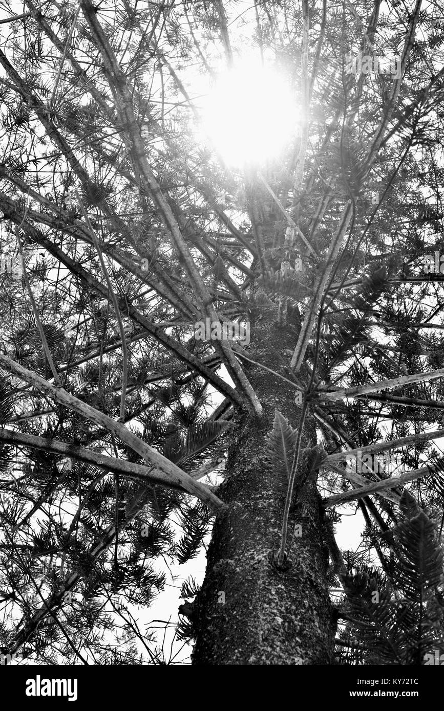 Rayons de soleil sur le feuillage d'un arbre de pin de l'île Norfolk Araucaria heterophylla, Sunshine Coast, Queensland, Australie Banque D'Images